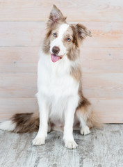 An Australian Shepherd dog