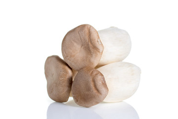 Musroom isolated on white background.