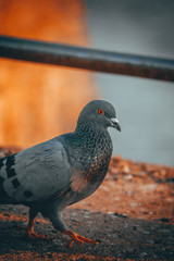 walking pigeon in the evening light