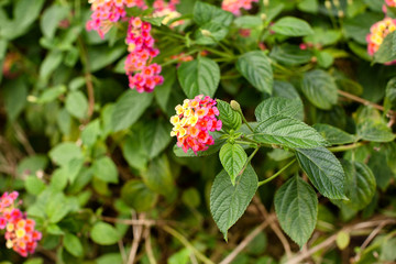 View of flowers on a Lantana (Lantana camara) shrub