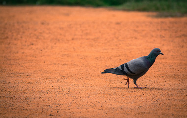 pigeon in the park