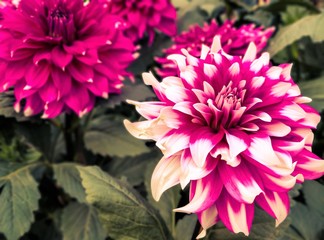 Fototapeta premium pink chrysanthemum flower