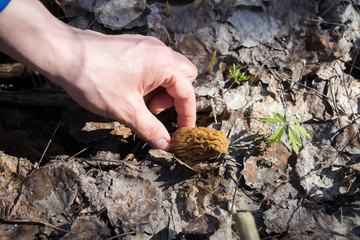 Morchella mushroom in the hand. Assortment of morel mushrooms. Mushroom picker picks mushrooms in the forest