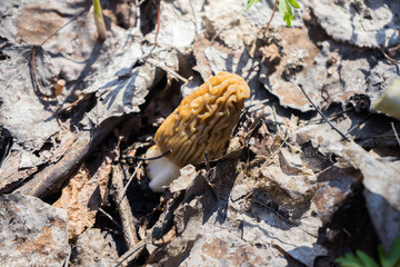 Morchella mushroom on the ground. Search for morel mushrooms. Mushroom grows from the ground in the forest