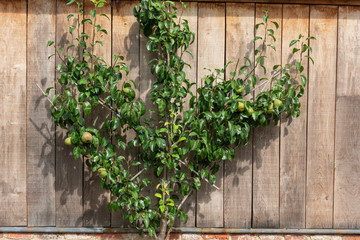 Fototapeta na wymiar Apple tree placed as a espalier against a wooden wall