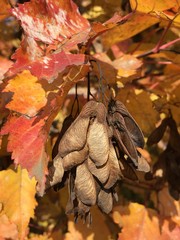 
colorful autumn leaves