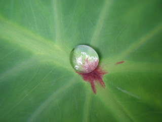 Water droplets bead off of the taro leave in Hawaii