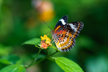 Colourful Butterflies Perched on Flowers