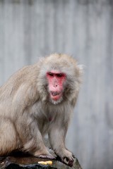 Close-up Of Monkey