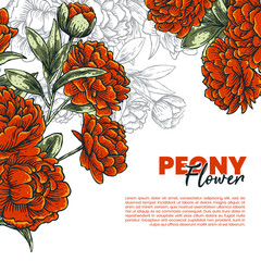 peony flower art design