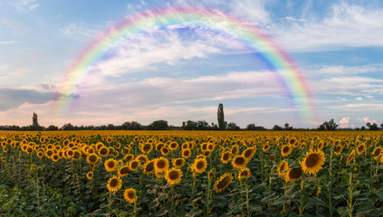 Landscape with sunflowers field and rainbow