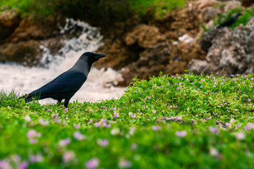 A crow on a garden close a beach