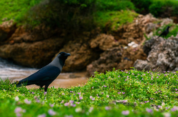 A crow on a garden close a beach