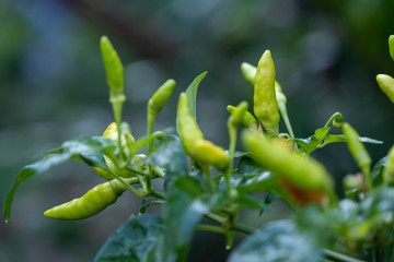 Select focus Close up shot of a green chilli tree in the garden