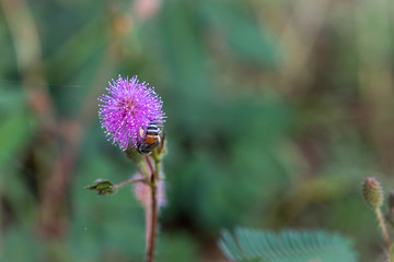 Closeup to Sensitive Plant Flower, Mimosa Pudica with small bee on blur background