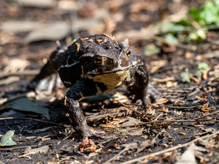 Japanese common toad walks on forest floor 4