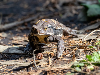 Japanese common toad walks on forest floor 3