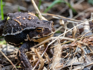 Japanese common toad walks on forest floor 7