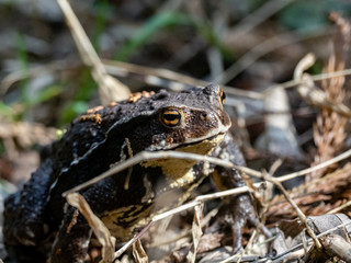 Obraz premium Japanese common toad walks on forest floor 8