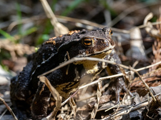 Japanese common toad walks on forest floor 9