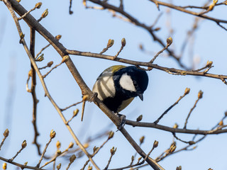 Parus minor Japanese tit perched in a tree 2