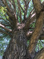 
Tree trunk with many branches
