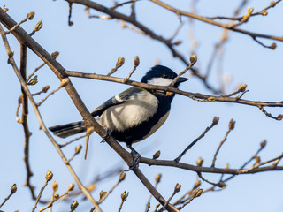 Parus minor Japanese tit perched in a tree 3