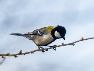 Parus minor Japanese tit perched in a tree 4