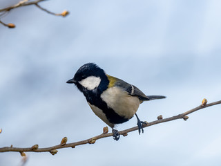 Parus minor Japanese tit perched in a tree 5