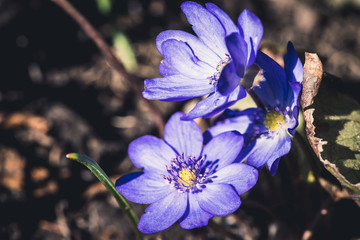 Hepatica nobilis blossoming in the garden. Selective focus.