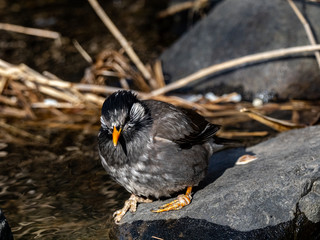 white-cheeked starling drinking from a small stream 5