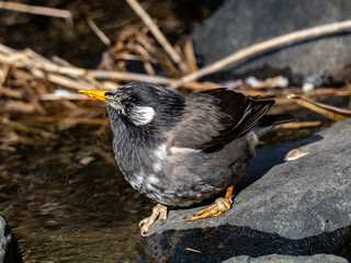 white-cheeked starling drinking from a small stream 7