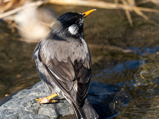 white-cheeked starling drinking from a small stream 9