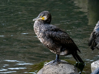 Japanese cormorant standing in the Sakai River 1