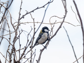 Parus minor Japanese tit perched in a tree 8