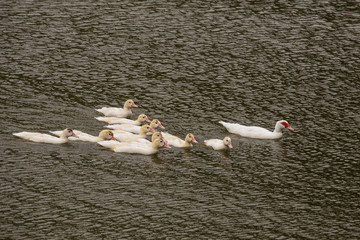 A family of ten young white ducks swimming under supervision of the mother - 347057220