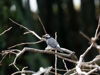 white cheeked starling perched in a tree 3