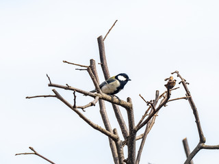 Parus minor Japanese tit perched in a tree 9