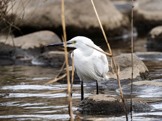 white little egret stands in a reservoir pond 14