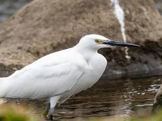 white little egret stands in a reservoir pond 17