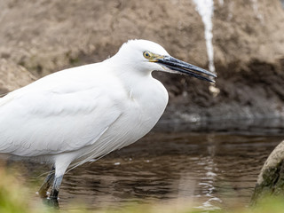 white little egret stands in a reservoir pond 18