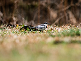 Japanese white wagtail walks through grass 11