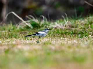 Japanese white wagtail walks through grass 5