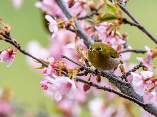 Japanese white-eye in spring plum blossoms 3