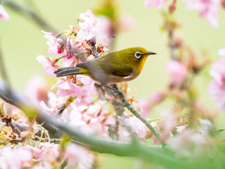 Japanese white-eye in spring plum blossoms 6