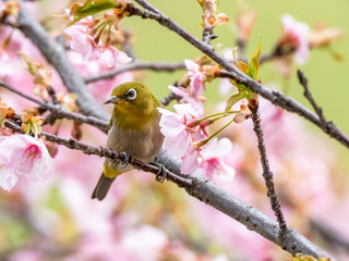 Japanese white-eye in spring plum blossoms 5