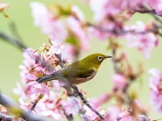 Japanese white-eye in spring plum blossoms 7