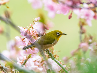 Japanese white-eye in spring plum blossoms 8