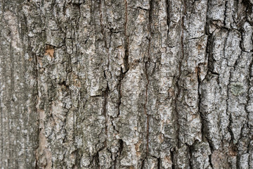 Wood bark texture on background. Tree on wallpaper
