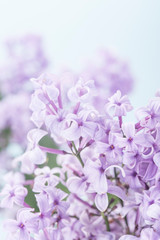 Naklejka na ściany i meble Macro image of spring lilac violet flowers